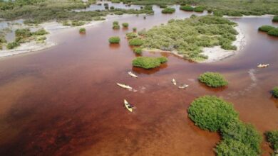Photo of Por contaminación, Yucatán pierde 100 hectáreas de manglares: Cinvestav
