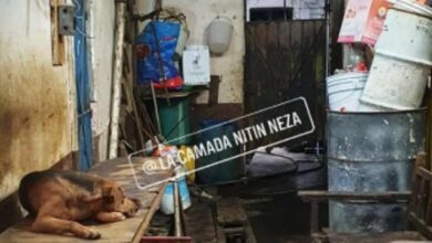 Photo of Hombre engorda a perros y vende la carne a taquerías de Neza: vecinos