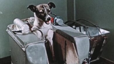 Photo of Se cumplen 65 años del primer ser vivo espacial: la perra Laika