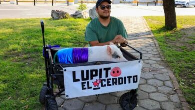 Photo of Lupito, el cerdito que lucha por las causas sociales en Puebla