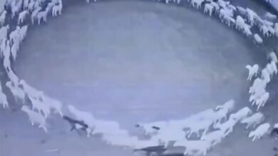 Photo of El misterio de las ovejas chinas que han estado 12 días caminando en círculo