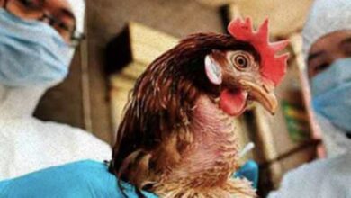 Photo of Cuarentena en granja de Umán por gripe aviar; sin riesgo para Yucatán