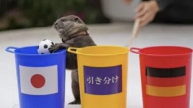 Photo of Nutria predice a los ganadores de Qatar 2022