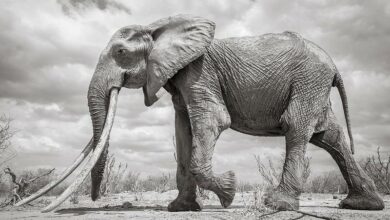 Photo of Muere de vieja Dida, la elefanta con colmillos más grande de Kenia