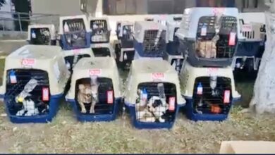 Photo of Rescatan a más de 200 cachorros bulldog robados del AICM
