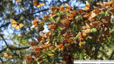 Photo of Inicia llegada de la mariposa Monarca a santuarios mexicanos