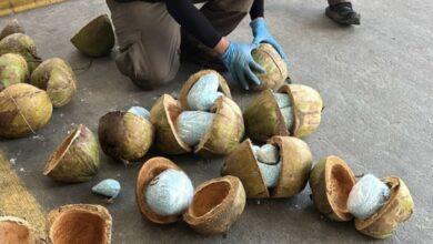 Photo of Decomisan 300 kilos de fentanilo dentro de cocos cerca de frontera con EE.UU.