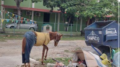 Photo of En Tampico protegen a caballo del frío, pero causa molestia