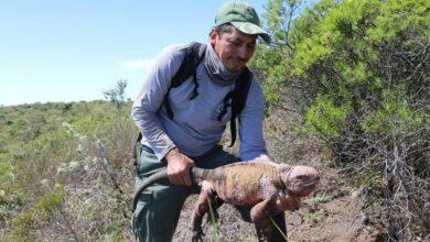 Photo of Hallan crías de iguanas rosadas que se creían extintas en islas Galápagos