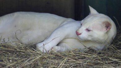 Photo of Descubrimiento del primer ocelote albino en el mundo angustia a los científicos
