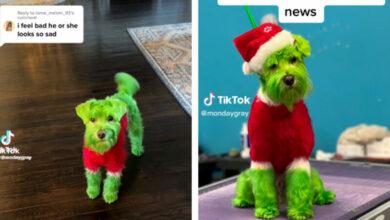 Photo of Mujer convierte a su lomito en Grinch y le llueven críticas