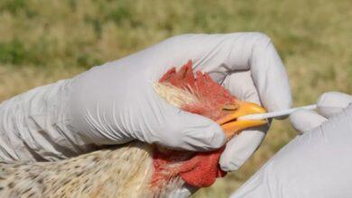 Photo of Iniciará la vacunación a millones de aves contra la gripe AH5N1