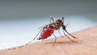 Photo of Alertan que los mosquitos se están volviendo «superresistentes» a insecticidas