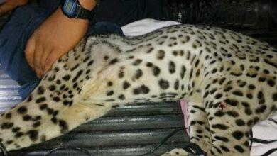 Photo of Rescatan a un tigrillo herido en Espita, fue atropellado