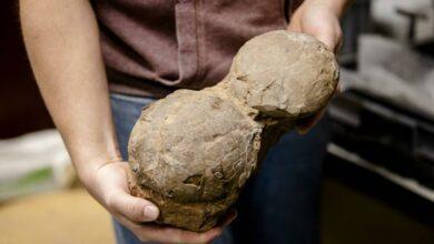 Photo of Buscan embriones fosilizados en huevos de dinosaurio 