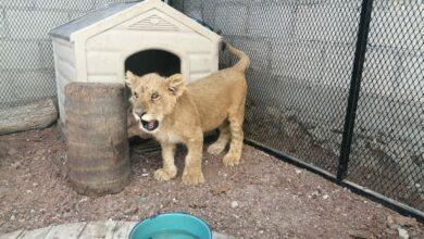 Photo of En Puebla aseguran a cachorro león que estaba en una casa