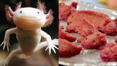 Photo of Crean tamal con forma de ajolote y es por una buena causa