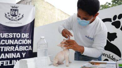 Photo of  Renán Barrera refuerza su compromiso con las mascotas 