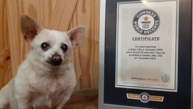 Photo of Spike, con 23 años es el perro más longevo del mundo
