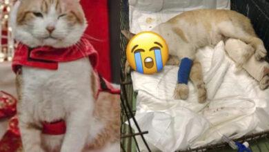 Photo of Piden justicia por “Mufasa”; procesan a sus agresores