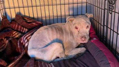 Photo of Arrastra a perrita en bicicleta y la tira en carretera 
