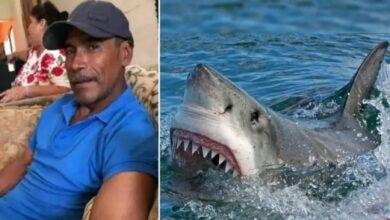 Photo of Tiburón blanco decapita a buzo en Sonora 