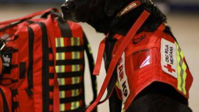 Photo of Rex, Timba, Balam y otros caninos rescatistas viajan a Turquía y Siria