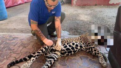 Photo of Atropellan a jaguar embarazada en la zona del Tren Maya