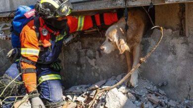 Photo of Rescatan a “Tarcin”, perrito atrapado entre los escombros