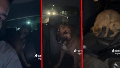 Photo of Perrito viaja solo en Uber y se viraliza. VIDEO