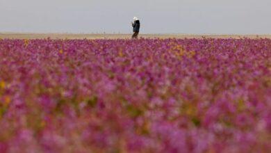 Photo of Miles de flores crecieron en el desierto de Arabia Saudita