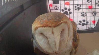 Photo of Zoológico Animaya tendrá nuevo inquilino: una lechuza nocturna