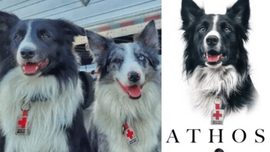 Photo of Balam y Orly, hijos de Athos, perro rescatista que fue envenenado