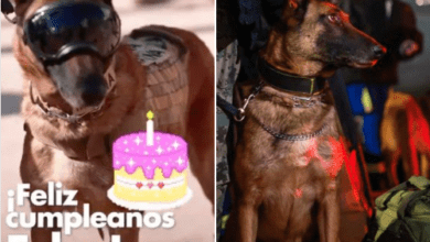 Photo of “Ecko”, perrito rescatista, celebra su cumpleaños trabajando en Turquía
