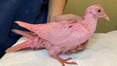 Photo of Pintan a paloma para “baby shower” y causa indignación 