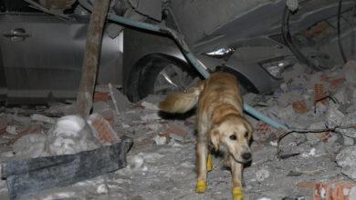 Photo of Perro rescatista no descansó pese a heridas en patas
