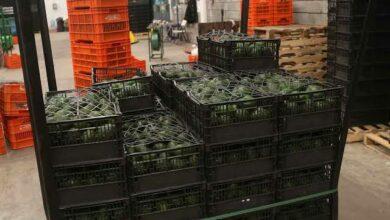 Photo of Un camión con aguacates sale cada 7 minutos a EU