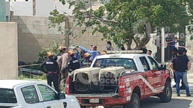 Photo of Rescatan a pitbulls que agredieron a joven en Ciudad Caucel 