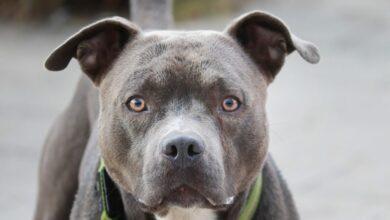 Photo of Abuelita muere por ataque de pitbull que rescató