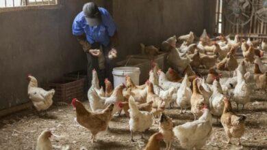 Photo of Levantan cuarentena por gripe aviar; servicios se regularían