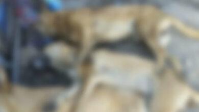 Photo of Envenenan a perros y gatos en la Mulsay