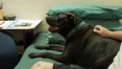 Photo of Perrito que sufre de ansiedad encontró amor y un hogar en una cárcel 