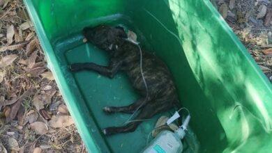 Photo of Aún con suero, abandonan a perrita en periférico y muere