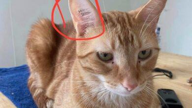 Photo of Ofrece 20 mil pesos a quien le regrese a su michi