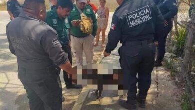 Photo of Perritos mueren calcinados en incendio en Progreso
