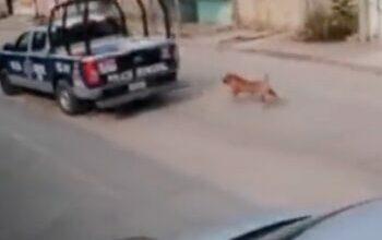 Photo of Policías maltratan a perrito, taxista los graba y lo detienen 