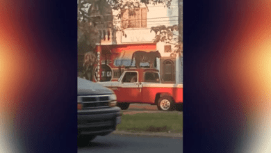 Photo of Pasean a tigre sobre camioneta en Michoacán