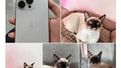 Photo of Ofrece su iPhone 13 por su gato perdido 