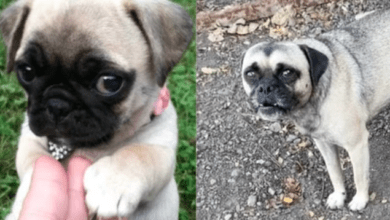 Photo of Creyó comprar un Pug, pero creció