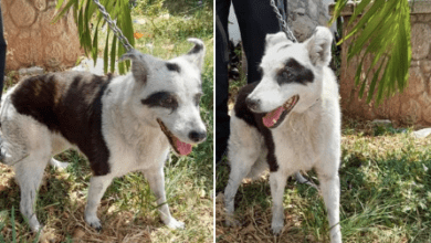 Photo of Piden ayuda para encontrar a dueños de perrita 